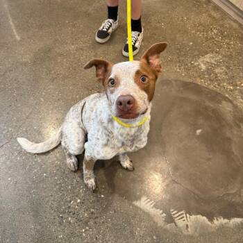 Penn Station -  Cattle Dog Dog for Adoption in Louisville, Kentucky - Penn Station | PetCurious