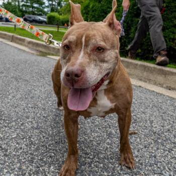 Red Rhonda -  Pit Bull Terrier Dog for Adoption in Baltimore, Maryland - Red Rhonda | PetCurious