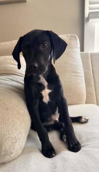 Labrador Retriever Dogs Available for Adoption - Lil Petey  | PetCurious