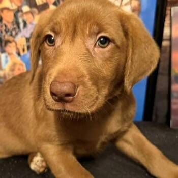 Dolly -  Labrador Retriever and Mixed Breed Dog for Adoption in Normal, Illinois - Dolly | PetCurious
