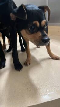 KEN -  Chihuahua and Doberman Pinscher Dog for Adoption in Burgaw, North Carolina - KEN | PetCurious