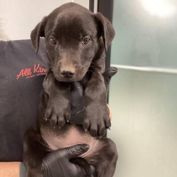 Houston -  Black Labrador Retriever and Mixed Breed Dog for Adoption in Abilene, Texas - Houston | PetCurious
