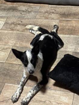 Blue -  Cattle Dog Dog for Adoption in Lakeland, Florida - Blue | PetCurious