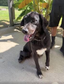 Zara -  Labrador Retriever and Border Collie Dog for Adoption in Vicksburg, Mississippi - Zara | PetCurious