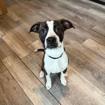 Duke Daniels -  Boston Terrier and Pit Bull Terrier Dog for Adoption in Abbotsford, British Columbia - Duke Daniels | PetCurious