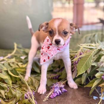 Chickadee -  Chihuahua Dog for Adoption in Modesto, California - Chickadee | PetCurious