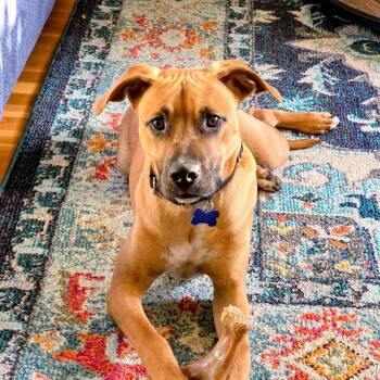 Rescue Labrador Retriever Dogs for Adoption in Chelmsford, Massachusetts - Lake | PetCurious