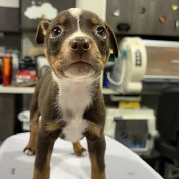 Reba -  Australian Cattle Dog Blue Heeler and Australian Shepherd Dog for Adoption in Tampa, Florida - Reba | PetCurious