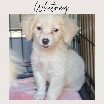 WHITNEY -  Maltipoo Dog for Adoption in San Juan Capistrano, California - WHITNEY | PetCurious
