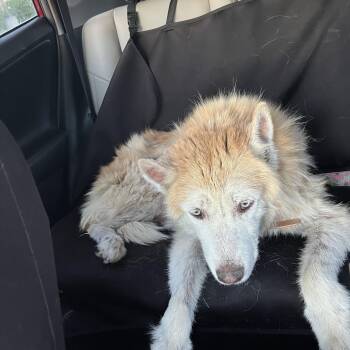 Sophie Hanson Senior -  Siberian Husky Dog for Adoption in Sumter, South Carolina - Sophie Hanson Senior | PetCurious