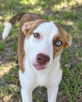 Karen -  Husky Dog for Adoption in Sumter, South Carolina - Karen | PetCurious