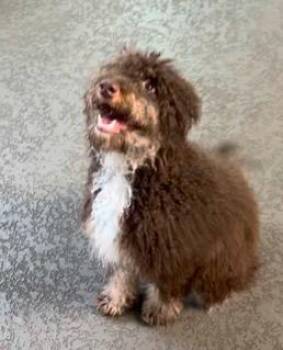 Australian Shepherd and Poodle Dogs Available for Adoption - KANE | PetCurious