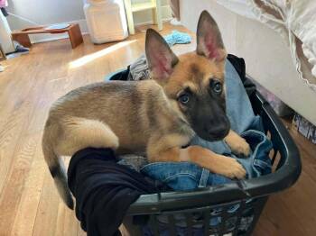 Wasabi- Located in Texas -  Belgian Shepherd Malinois Dog for Adoption in Imlay City, Michigan - Wasabi- Located In Texas | PetCurious