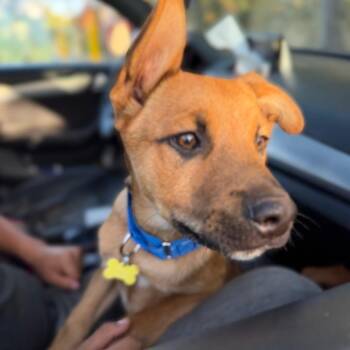 Belgian Shepherd Malinois and Husky Dogs Available for Adoption in San Diego, California - Capitan | PetCurious