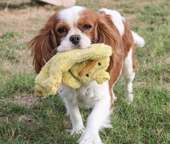 Sarah -  Cavalier King Charles Spaniel Dog for Adoption in Neosho, Missouri - Sarah | PetCurious