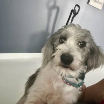 Rette -  Mixed Breed Dog for Adoption in Fredericksburg, Virginia - Rette | PetCurious