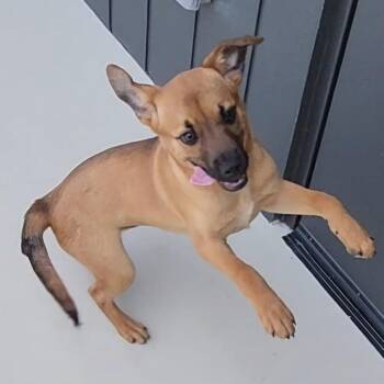 Tanner 22544 -  Black Mouth Cur and Mixed Breed Dog for Adoption in Cumming, Georgia - Tanner 22544 | PetCurious