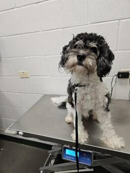 CHARLES -  Poodle and Schnauzer Dog for Adoption in Corpus Christi, Texas - CHARLES | PetCurious