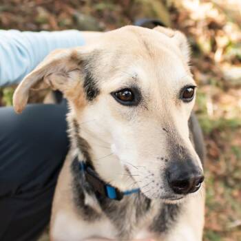 Mixed Breed Dogs Available for Adoption in Middletown, Rhode Island - Madigan | PetCurious