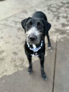 Mary -  Goldendoodle and Great Dane Dog for Adoption in Dysart, Iowa - Mary | PetCurious