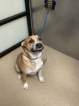 Rescue Mixed Breed Dogs for Adoption in Fort Worth, Texas - Ace | PetCurious