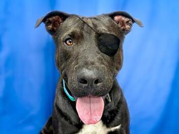 American Staffordshire Terrier and Mixed Breed Dogs Available for Adoption in Portland, Oregon - Nigel | PetCurious