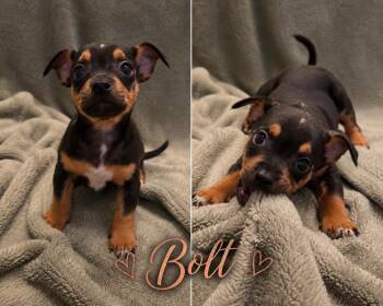 Bolt -  Chiweenie Dog for Adoption in Chesnee, South Carolina - Bolt | PetCurious