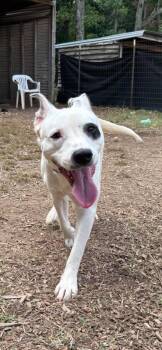 Linus - At the Shelter -  Pit Bull Terrier Dog for Adoption in Rustburg, Virginia - Linus - At The Shelter | PetCurious