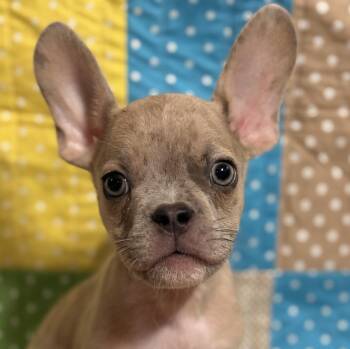 Edgar -  French Bulldog Dog for Adoption in Cumming, Georgia - Edgar | PetCurious