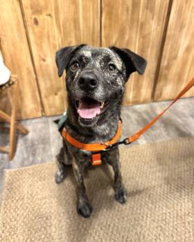 Eartha -  Tennessee Treeing Brindle Dog for Adoption in New York, New York - Eartha | PetCurious
