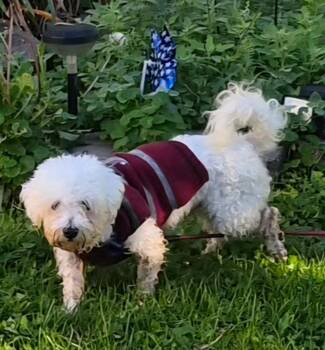 Vader -  Bichon Frise Dog for Adoption in Hamburg, New York - Vader | PetCurious