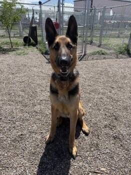 Remy -  Mixed Breed and German Shepherd Dog Dog for Adoption in Black Eagle, Montana - Remy | PetCurious