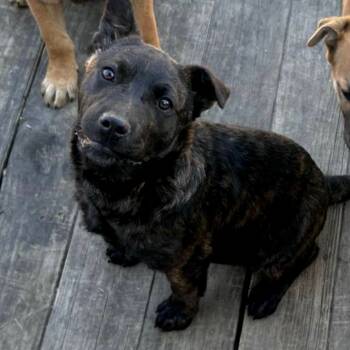 Rescue Plott Hound Dogs for Adoption in St. Peters, Missouri - Meredith Sue | PetCurious