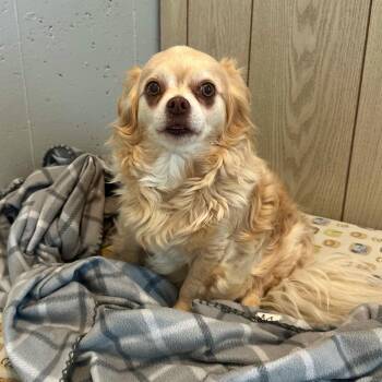 Rescue Chihuahua and Dachshund Dogs for Adoption in High Ridge, Missouri - BB & Tank | PetCurious