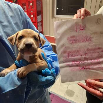 Babe-16 -  American Staffordshire Terrier Dog for Adoption in Jasper, Indiana - Babe-16 | PetCurious
