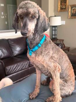 Sabrina -  Standard Poodle Dog for Adoption in Courtice, Ontario - Sabrina | PetCurious