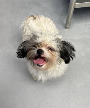 Shih Tzu Dogs Available for Adoption - SKIPPY | PetCurious