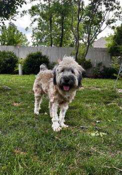 Wheaten Terrier Dogs Available for Adoption in Shawnee, Oklahoma - Elphie | PetCurious