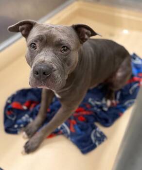 Dior -  Pit Bull Terrier and Mixed Breed Dog for Adoption in Burgaw, North Carolina - Dior | PetCurious