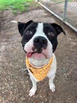 Pippy -  Mixed Breed Dog for Adoption in Monticello, New York - Pippy | PetCurious