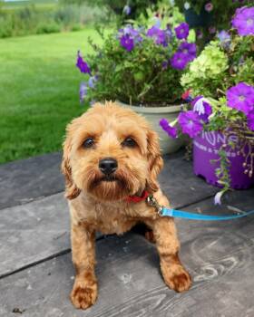 Gabby -  Cockapoo Dog for Adoption in Fairfield, Iowa - Gabby | PetCurious