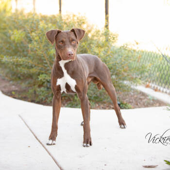 Rescue Mixed Breed Dogs for Adoption in Abilene, Texas - Bram | PetCurious