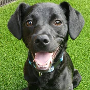 Moose -  Black Labrador Retriever Dog for Adoption in Anderson, South Carolina - Moose | PetCurious