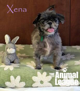 Xena -  Shih Tzu Dog for Adoption in Groveland, Florida - Xena | PetCurious