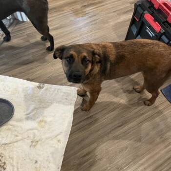 Rescue German Shepherd Dog Dogs for Adoption in Tallulah, Louisiana - Holly & Polly- Looking To Love My Sister & YOU! | PetCurious