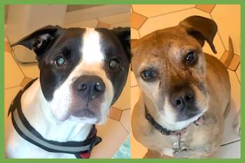 Rescue Pit Bull Terrier Dogs for Adoption in Amherst, Massachusetts - Kalle And Maya | PetCurious