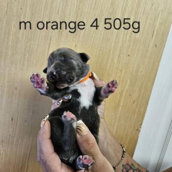Goldieloxx Pup- Johnny -  Labrador Retriever and Terrier Dog for Adoption in Fairfax Station, Virginia - Goldieloxx Pup- Johnny | PetCurious