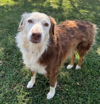 Emery -  Australian Shepherd Dog for Adoption in Dandridge, Tennessee - Emery | PetCurious