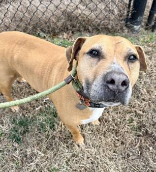 Bulldog and Hound Dogs Available for Adoption - Cobb | PetCurious