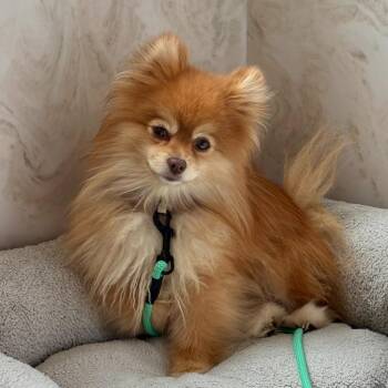Archie -  Pomeranian Dog for Adoption in Columbia, Illinois - Archie | PetCurious